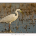 Grande_aigrette_10_03_2015_174-border.jpg