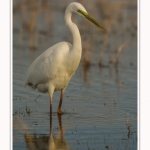 Grande_aigrette_10_03_2015_182-border.jpg
