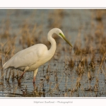 Grande_aigrette_10_03_2015_190-border.jpg