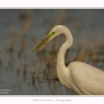 Grande_aigrette_10_03_2015_207-border.jpg