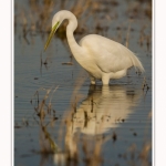 Grande_aigrette_10_03_2015_218-border.jpg