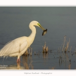 Grande_aigrette_10_03_2015_244-border.jpg