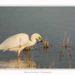 Grande_aigrette_10_03_2015_249-border.jpg