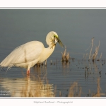 Grande_aigrette_10_03_2015_252-border.jpg