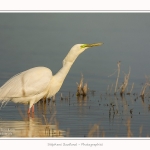 Grande_aigrette_10_03_2015_253-border.jpg