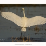 Grande_aigrette_10_03_2015_264-border.jpg