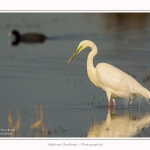 Grande_aigrette_10_03_2015_267-border.jpg