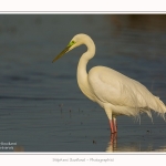 Grande_aigrette_10_03_2015_271-border.jpg