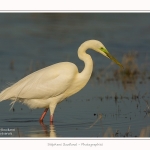 Grande_aigrette_10_03_2015_273-border.jpg