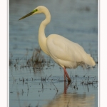 Grande_aigrette_10_03_2015_278-border.jpg