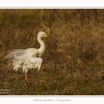 Grande_aigrette_10_03_2015_296-border.jpg