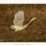 Grande_aigrette_10_03_2015_299-border.jpg