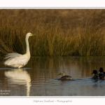 Grande_aigrette_10_03_2015_302-border.jpg