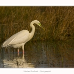 Grande_aigrette_10_03_2015_310-border.jpg