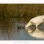 Grande_aigrette_10_03_2015_314-border.jpg