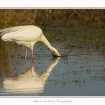 Grande_aigrette_10_03_2015_315-border.jpg