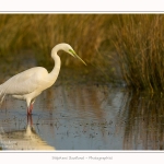 Grande_aigrette_10_03_2015_322-border.jpg