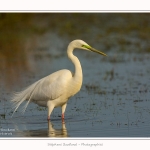 Grande_aigrette_10_03_2015_326-border.jpg