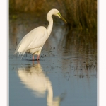 Grande_aigrette_10_03_2015_331-border.jpg