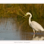 Grande_aigrette_10_03_2015_343-border.jpg