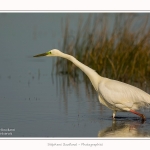 Grande_aigrette_10_03_2015_346-border.jpg