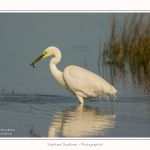 Grande_aigrette_10_03_2015_347-border.jpg