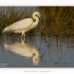 Grande_aigrette_10_03_2015_354-border.jpg