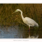 Grande_aigrette_10_03_2015_359-border.jpg