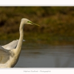 Grande_aigrette_10_03_2015_366-border.jpg