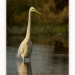 Grande_aigrette_10_03_2015_378-border.jpg