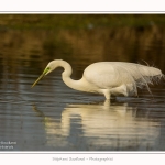 Grande_aigrette_10_03_2015_384-border.jpg