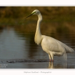 Grande_aigrette_10_03_2015_389-border.jpg