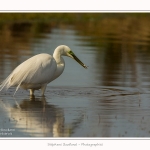 Grande_aigrette_10_03_2015_390-border.jpg