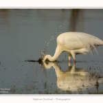 Grande_aigrette_10_03_2015_393-border.jpg