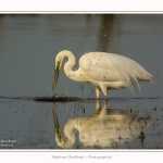 Grande_aigrette_10_03_2015_394-border.jpg