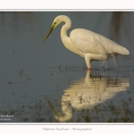 Grande_aigrette_10_03_2015_395-border.jpg