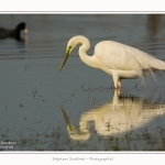 Grande_aigrette_10_03_2015_396-border.jpg