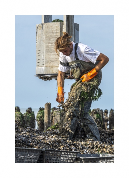 Les mytiliculteurs récoltent les moules de bouchots