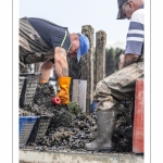 Les mytiliculteurs récoltent les moules de bouchots