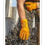Les mytiliculteurs récoltent les moules de bouchots