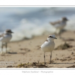 saison : Ã©tÃ© - Lieu : RÃ©serve naturelle, proximitÃ© du parc ornithologique du Marquenterre, Saint-Quentin-en-Tourmont, Baie de Somme, Somme, Picardie, France.