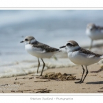 saison : Ã©tÃ© - Lieu : RÃ©serve naturelle, proximitÃ© du parc ornithologique du Marquenterre, Saint-Quentin-en-Tourmont, Baie de Somme, Somme, Picardie, France.