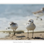 saison : Ã©tÃ© - Lieu : RÃ©serve naturelle, proximitÃ© du parc ornithologique du Marquenterre, Saint-Quentin-en-Tourmont, Baie de Somme, Somme, Picardie, France.