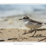 saison : Ã©tÃ© - Lieu : RÃ©serve naturelle, proximitÃ© du parc ornithologique du Marquenterre, Saint-Quentin-en-Tourmont, Baie de Somme, Somme, Picardie, France.