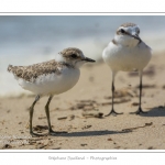 saison : Ã©tÃ© - Lieu : RÃ©serve naturelle, proximitÃ© du parc ornithologique du Marquenterre, Saint-Quentin-en-Tourmont, Baie de Somme, Somme, Picardie, France.