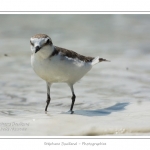 saison : Ã©tÃ© - Lieu : RÃ©serve naturelle, proximitÃ© du parc ornithologique du Marquenterre, Saint-Quentin-en-Tourmont, Baie de Somme, Somme, Picardie, France.