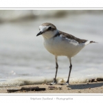 saison : Ã©tÃ© - Lieu : RÃ©serve naturelle, proximitÃ© du parc ornithologique du Marquenterre, Saint-Quentin-en-Tourmont, Baie de Somme, Somme, Picardie, France.