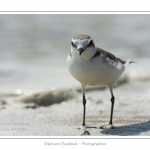 saison : Ã©tÃ© - Lieu : RÃ©serve naturelle, proximitÃ© du parc ornithologique du Marquenterre, Saint-Quentin-en-Tourmont, Baie de Somme, Somme, Picardie, France.