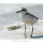 saison : Ã©tÃ© - Lieu : RÃ©serve naturelle, proximitÃ© du parc ornithologique du Marquenterre, Saint-Quentin-en-Tourmont, Baie de Somme, Somme, Picardie, France.