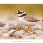 Grand gravelot nichant dans les galets au hÃ¢ble d'Ault. Le nid est une simple cavitÃ© dans les galets et abrite deux oeufs. Saison : Ã©tÃ© - Lieu : Le HÃ¢ble d'Ault, Baie de Somme,Ault, Cayeux-sur-mer,Somme, Picardie, France